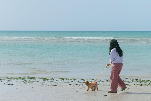 Путешествие по восточной части острова Чечжу вместе с домашним питомцем