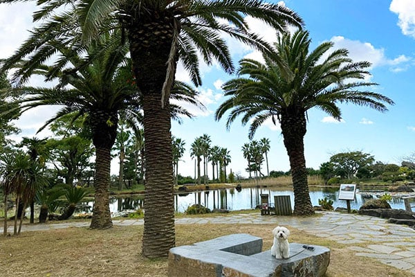 Путешествие по западной части острова Чечжу вместе с домашним питомцем